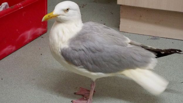 Seagull